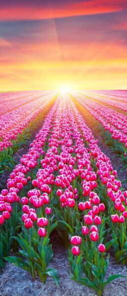 Hình ảnh hoa tulip đẹp trong tự nhiên