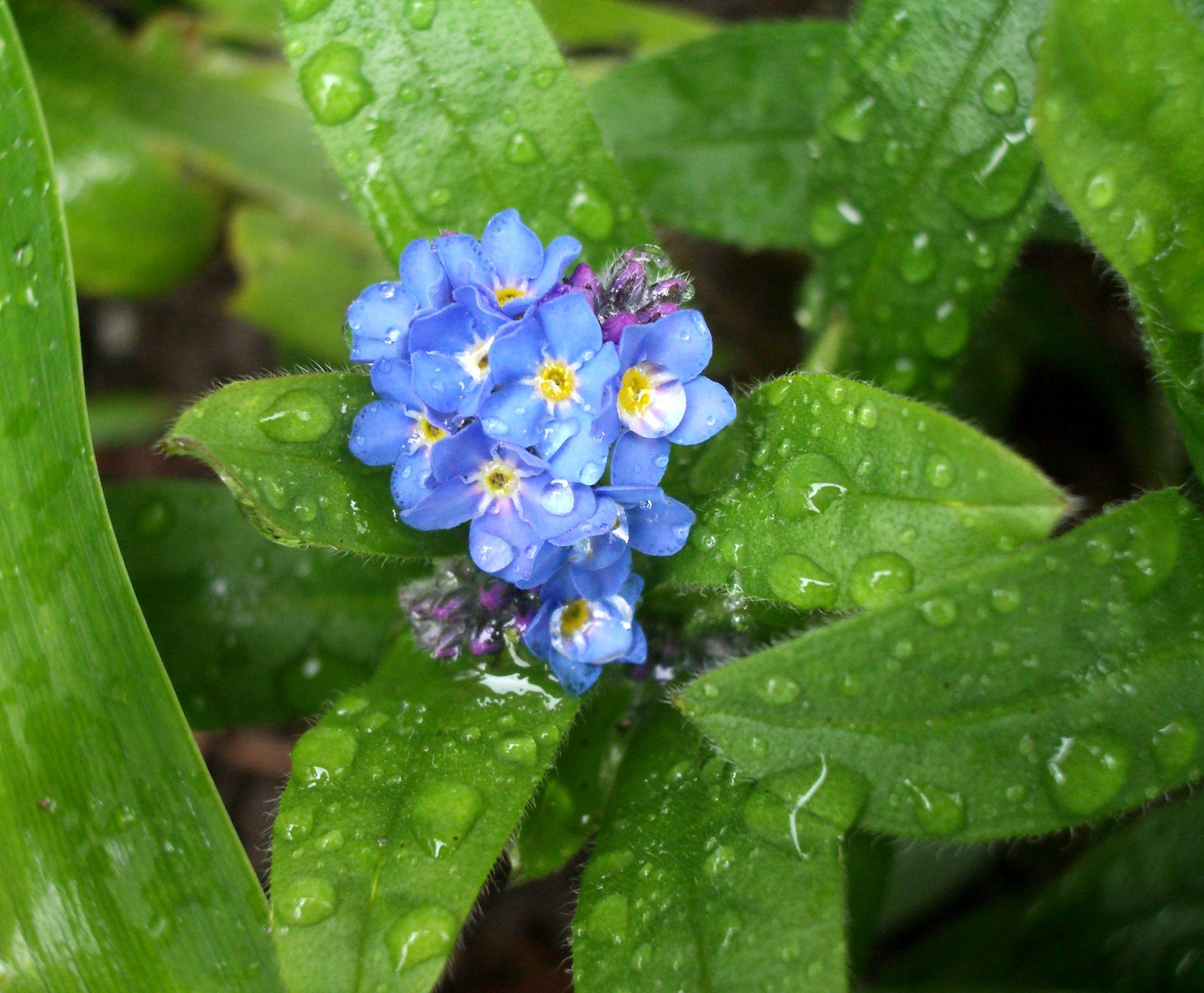 Hình ảnh hoa loa kèn xanh