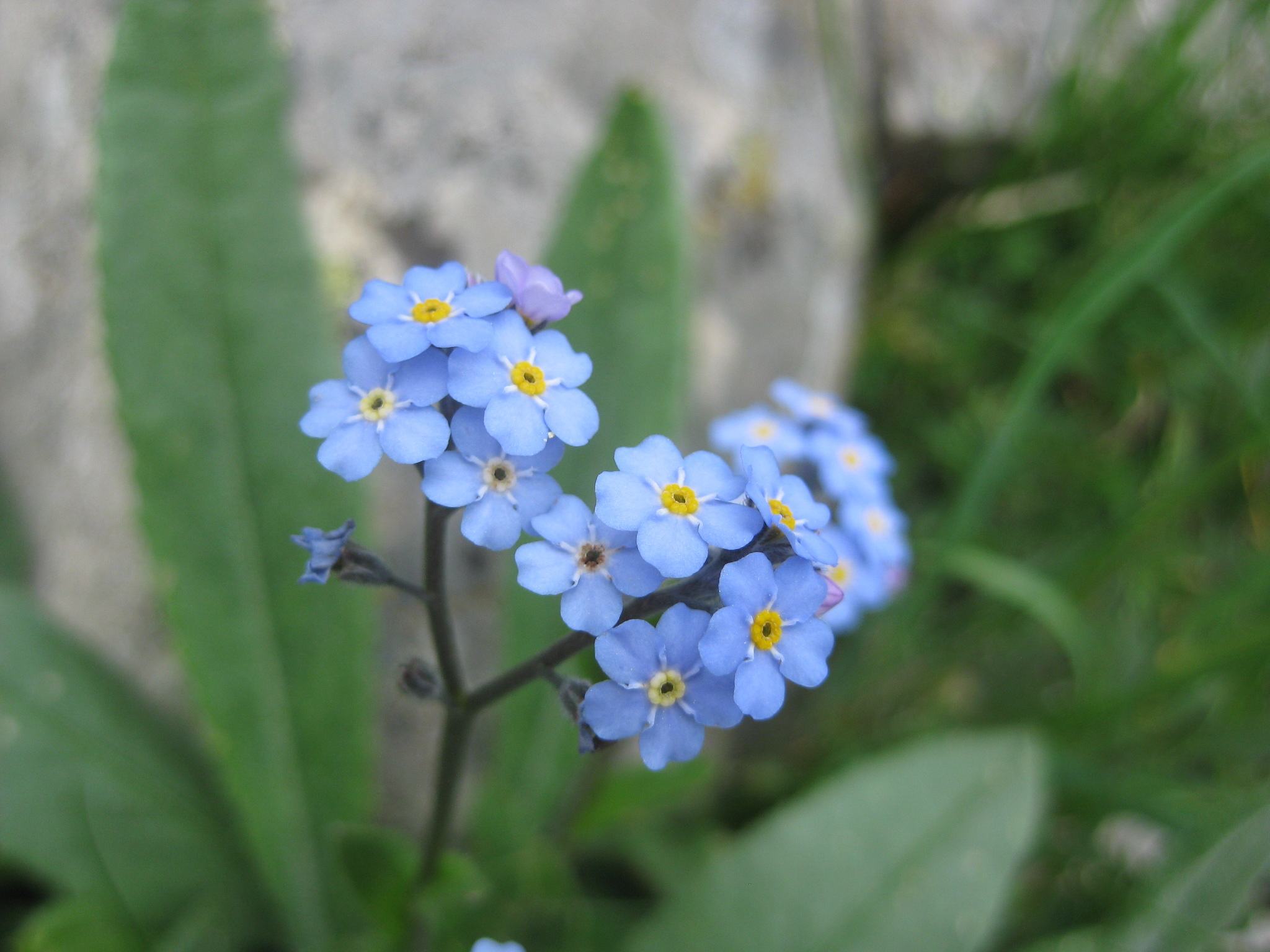 Myosotis alpestris