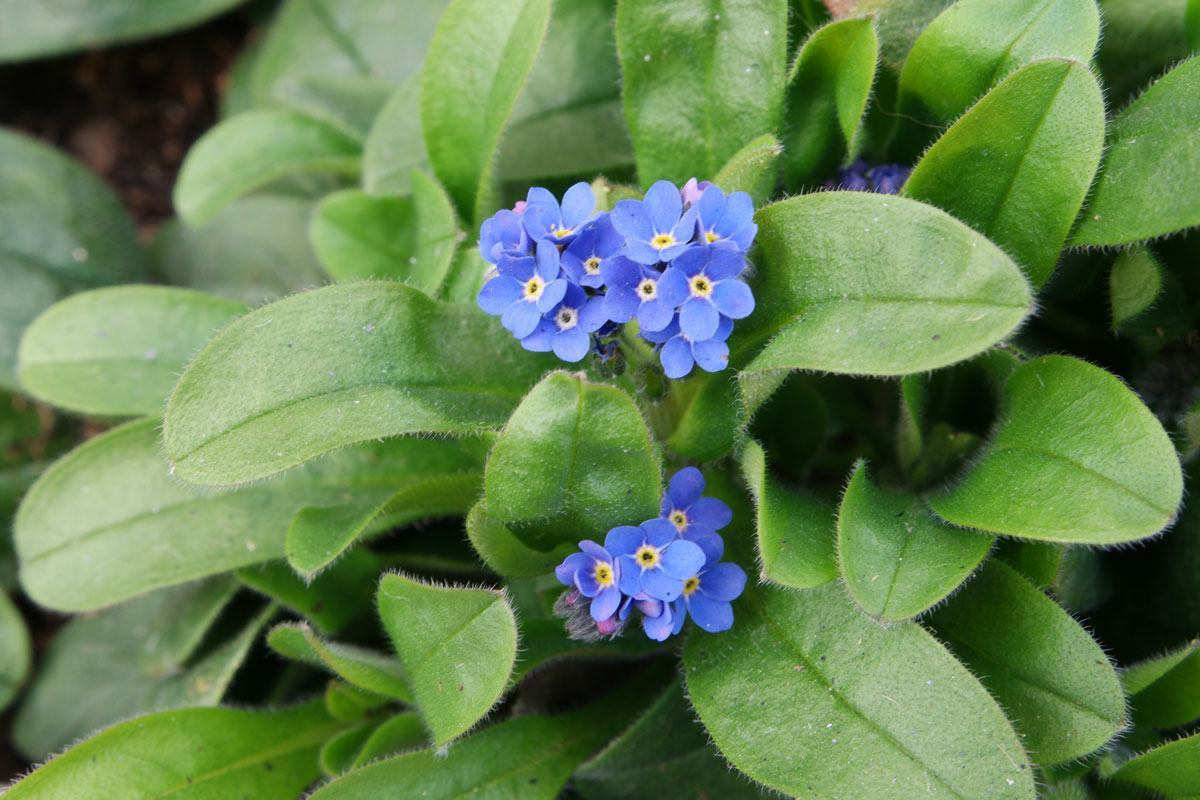 Myosotis sylvatica