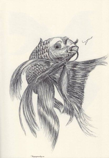 Cách vẽ con cá chép bằng bút chì