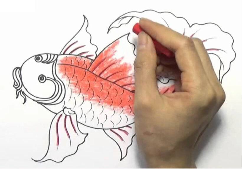 Vẽ cá chép bằng bút màu