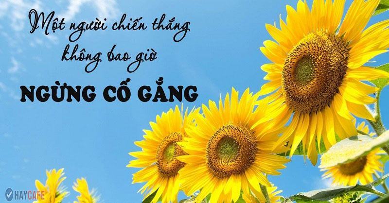 Những câu nói hay về sự cố gắng quyết tâm vì tương lai