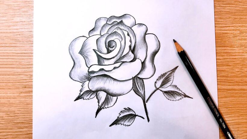 Cách vẽ hoa hồng bằng bút chì
