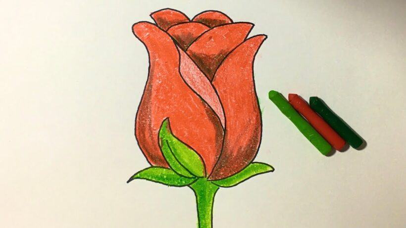 Cách vẽ hoa hồng bằng bút màu