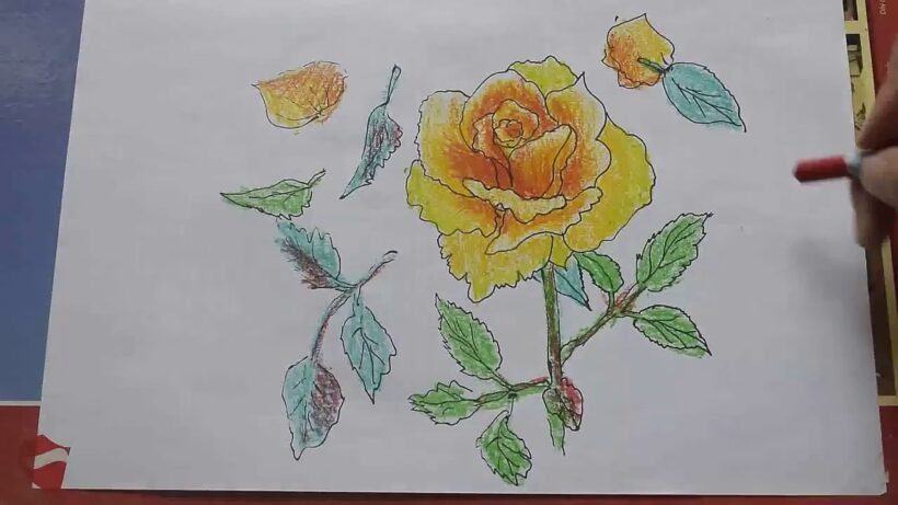 Vẽ hoa hồng vàng