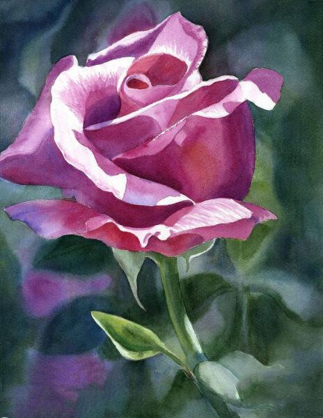 Vẽ hoa hồng tím đẹp