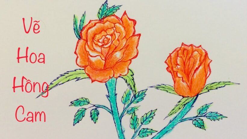 Làm thế nào để vẽ một bông hồng cam