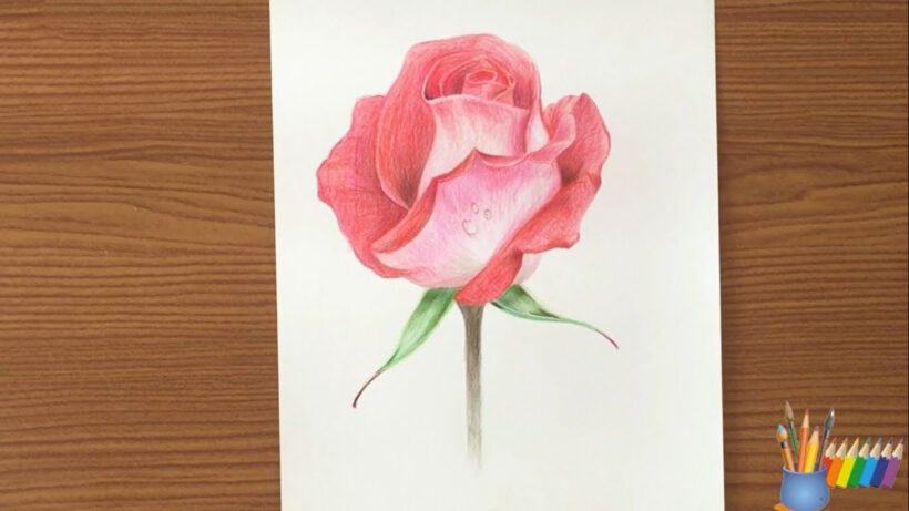 Cách vẽ hoa hồng 3D đẹp