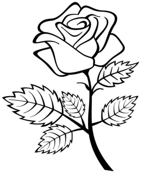 Tranh tô màu bông hồng có nhiều lá