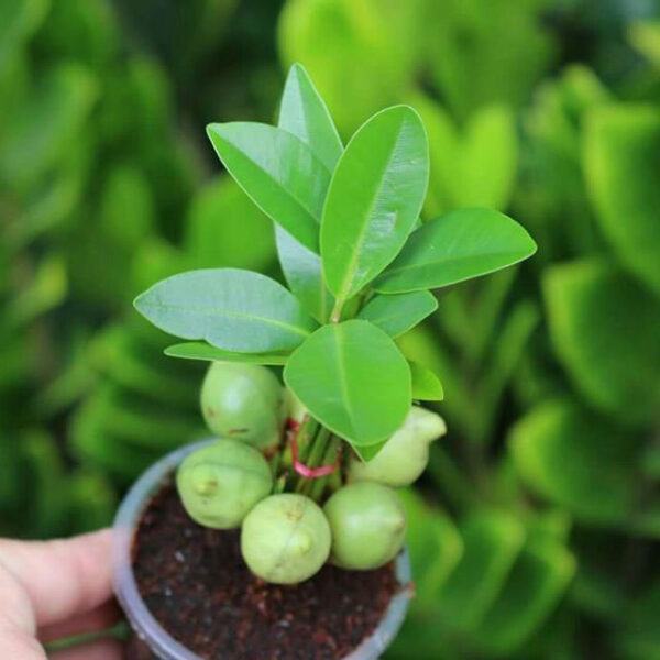 hình ảnh cây bonsai may mắn
