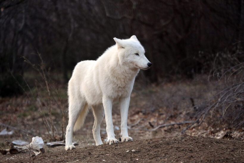 Hình ảnh sói trắng dễ thương một mình