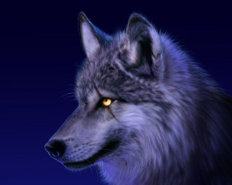 Hình ảnh bầy sói trong đêm đầy dã man