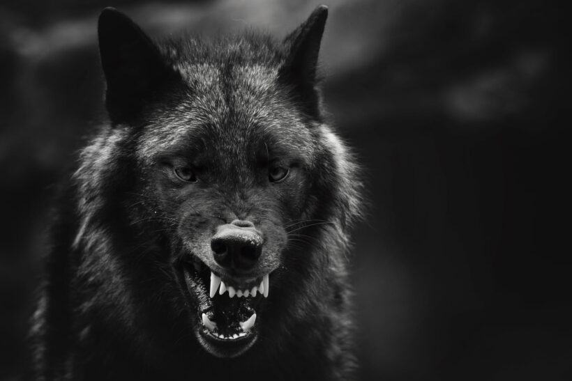 Con sói đen hung dữ nhe răng