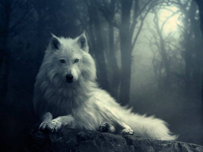 Tổng hợp hình ảnh chó sói đẹp (31)