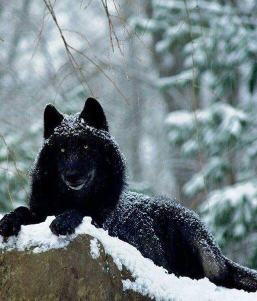 hình ảnh sói đen và tuyết