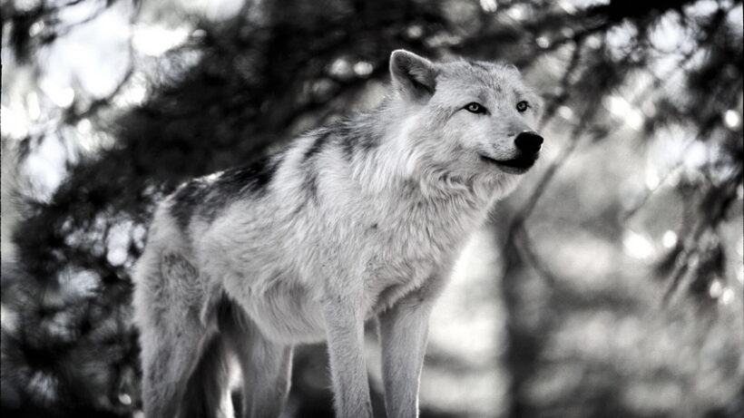 Hình ảnh đen trắng của một con sói hung dữ