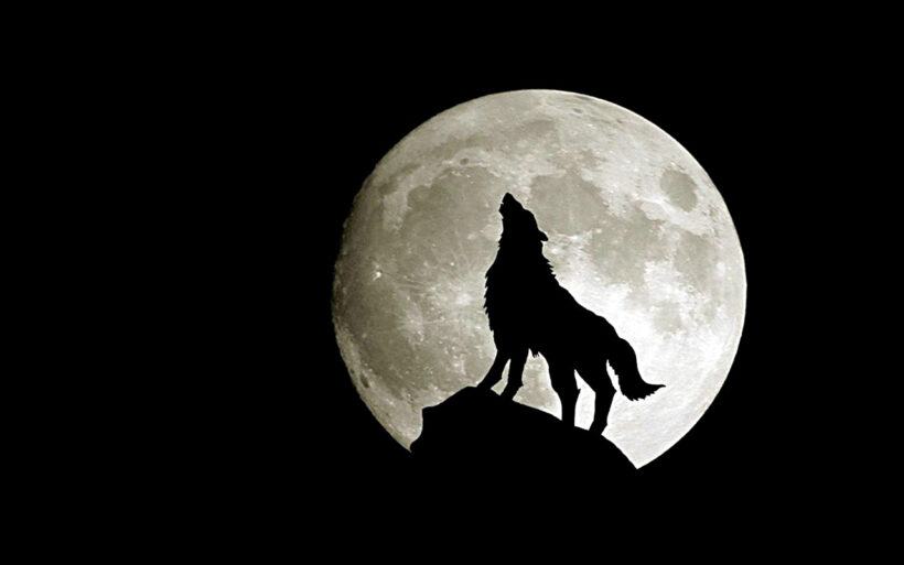 Hình nền sói mặt trăng cực đẹp