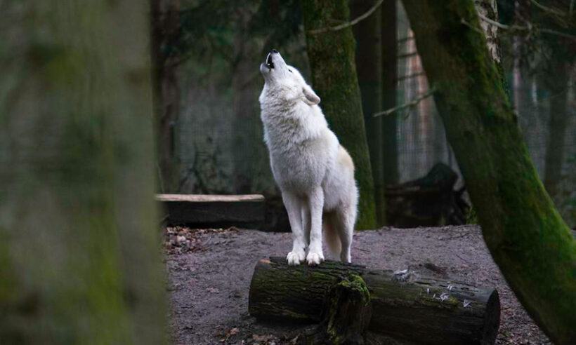 Hình ảnh tiếng sói tru trong rừng