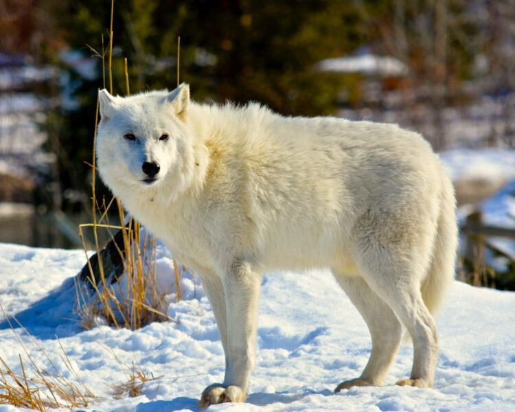 sói bắc cực đứng trong tuyết