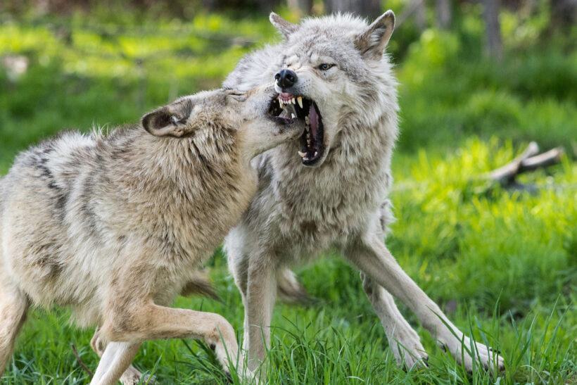 hình ảnh 2 con sói đánh nhau