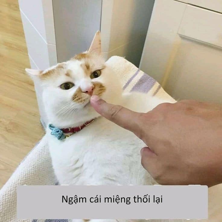 Câm cái mồm thối của mày đi