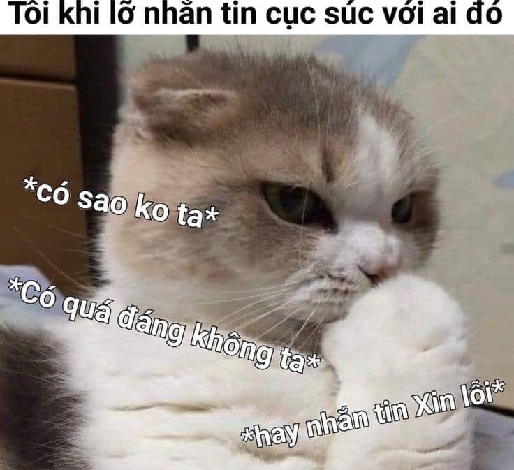 Hối tiếc mèo meme