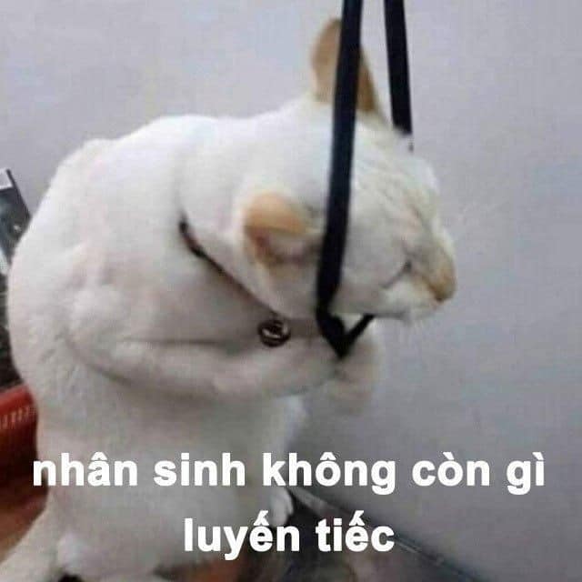 mèo tự sát