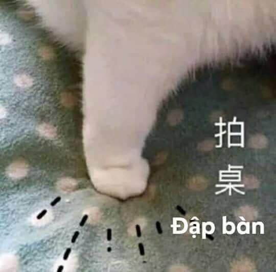 Mèo đập bàn