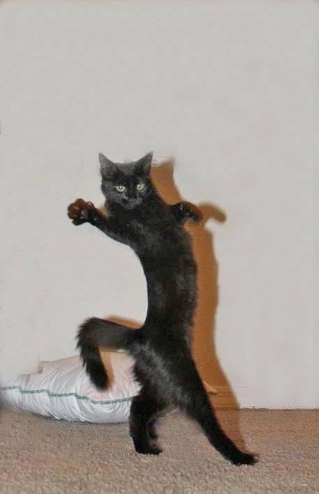 Mèo võ thuật