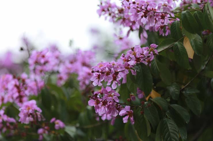 hoa loa kèn màu tím đẹp