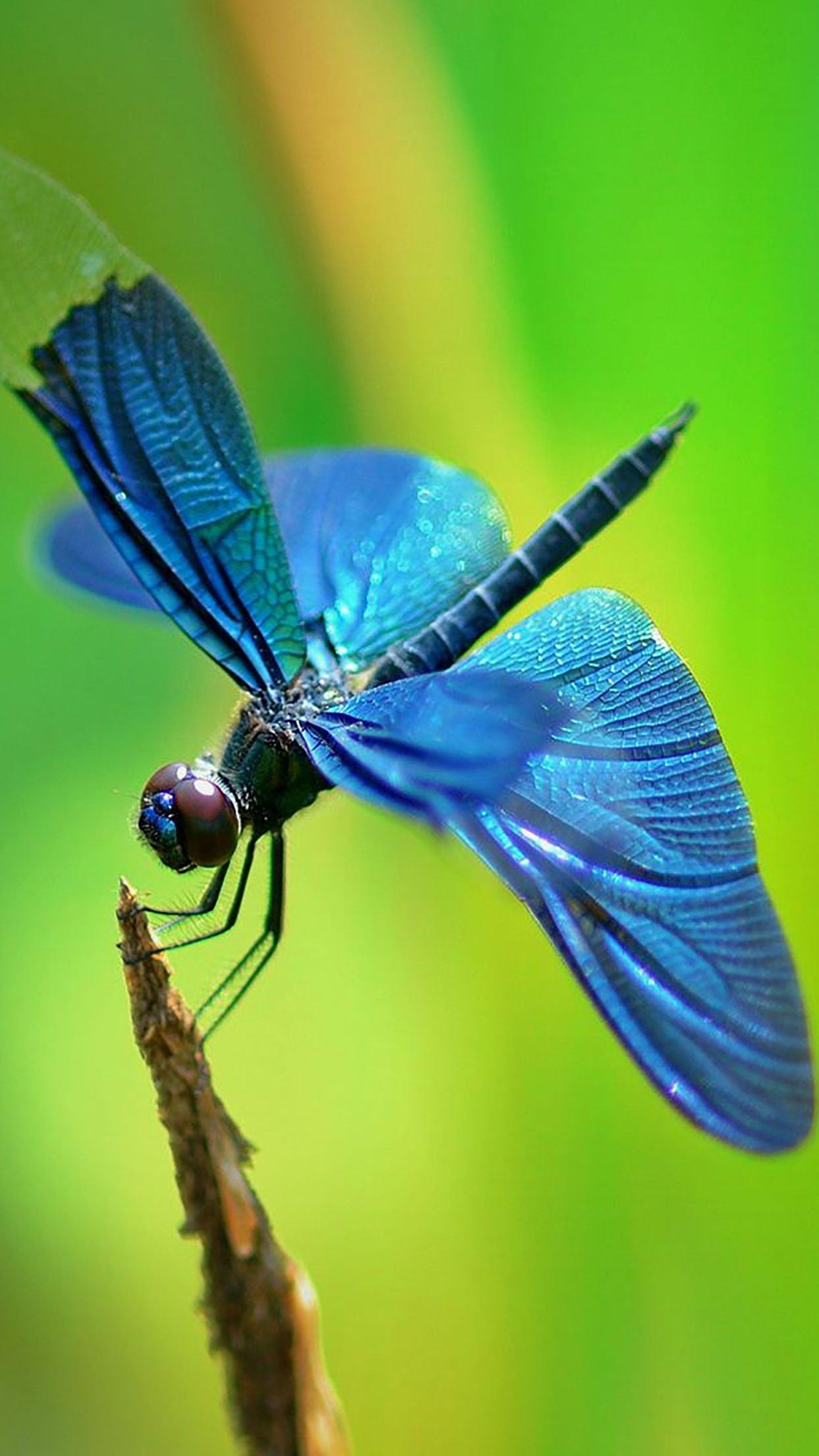 Con chuồn chuồn xanh có đôi cánh đẹp