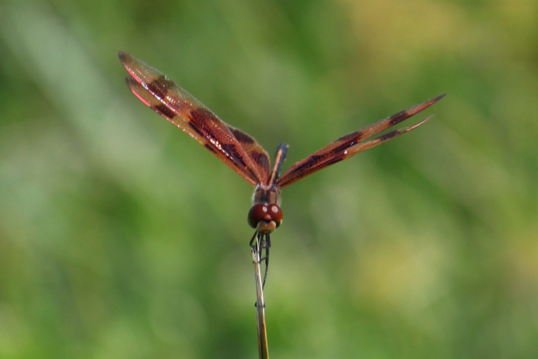 Chuồn chuồn đỏ với đôi cánh đốm