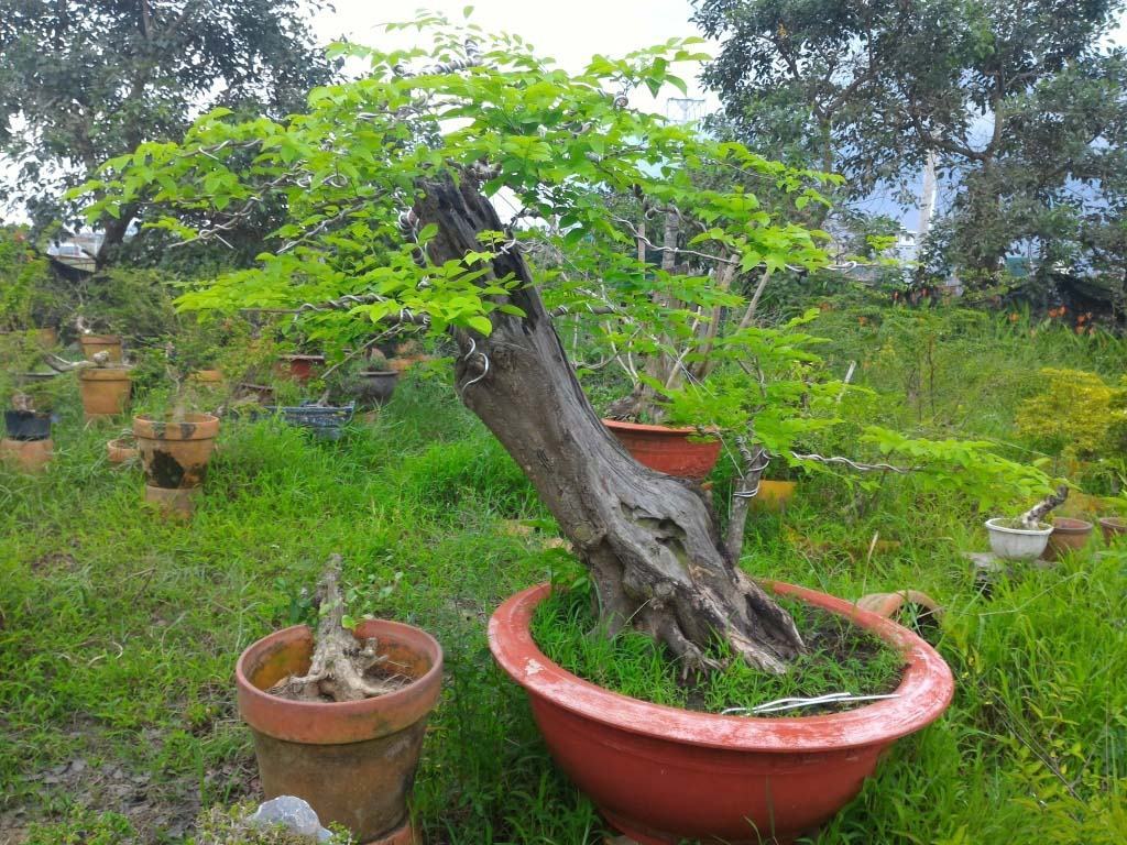 Cây bonsai gốc đẹp