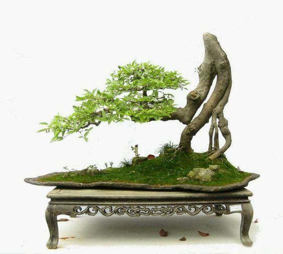Sưu tầm 72 thế cây cảnh bonsai cổ điển hiện đại mới nhất