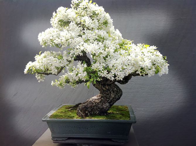Cây bonsai có hoa đẹp