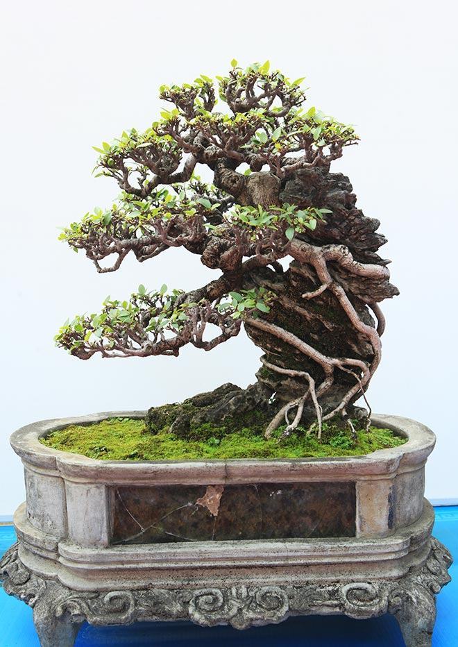 Cây bonsai đẹp quá