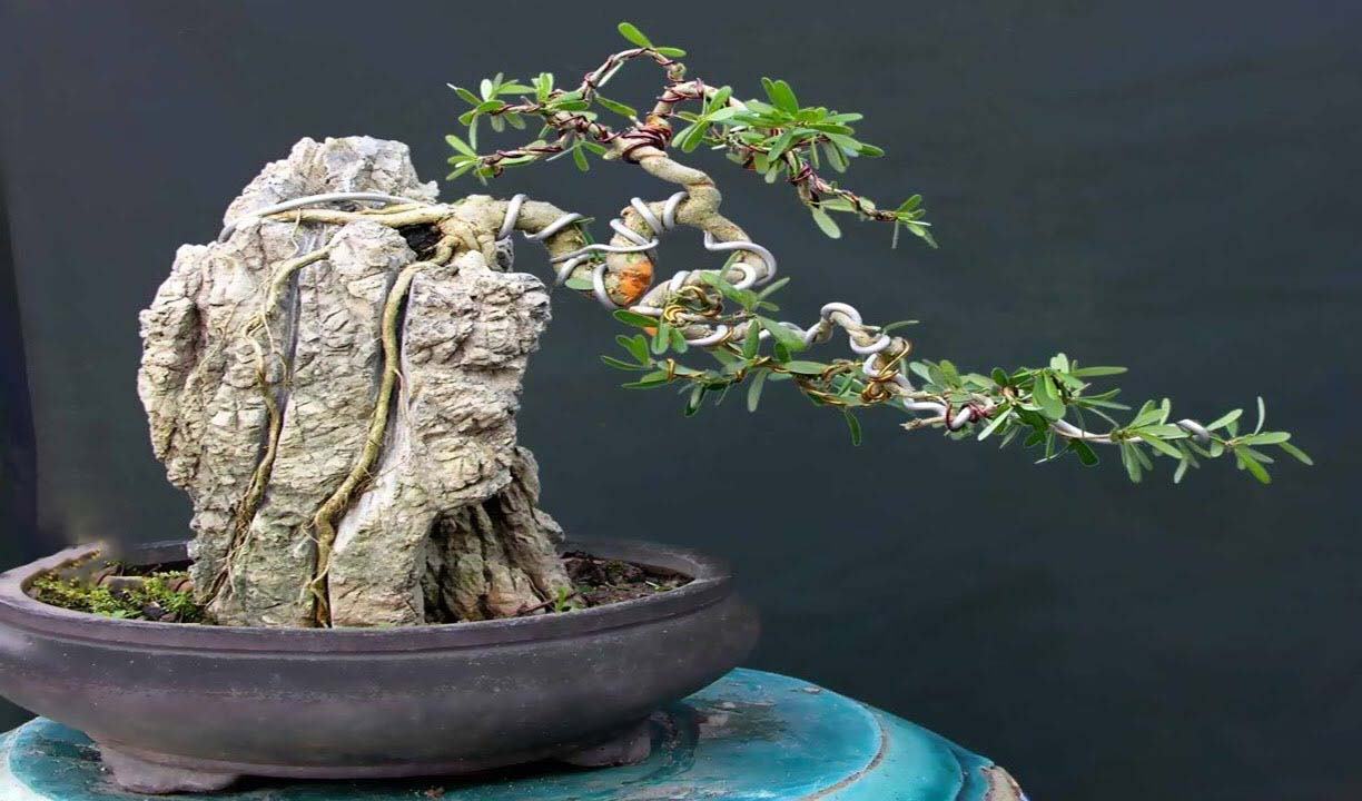 Hình ảnh cây bonsai đẹp nhất