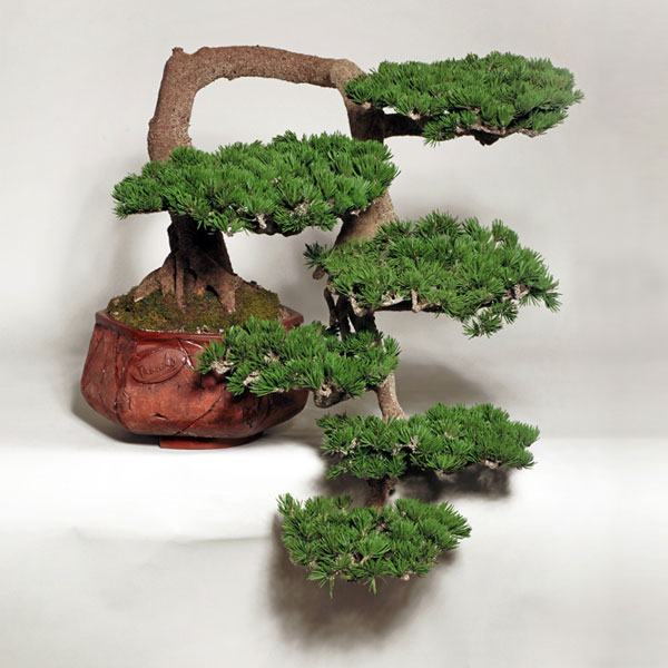 Hình ảnh cây bonsai đẹp