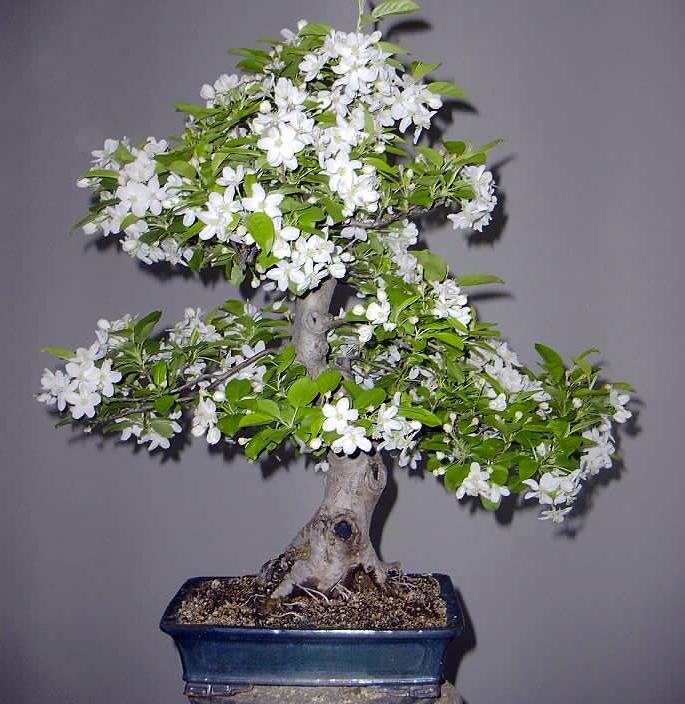 Hình ảnh cây bonsai đẹp