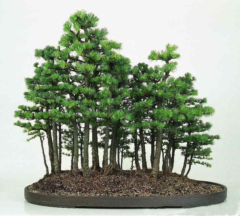 Hình ảnh cây bonsai độc và lạ