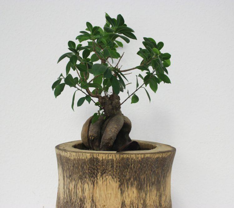 Hình ảnh cây bonsai
