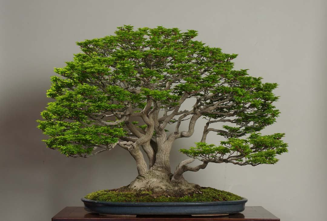 Ảnh cây bonsai đẹp quá