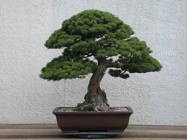 Chậu bonsai đẹp quá