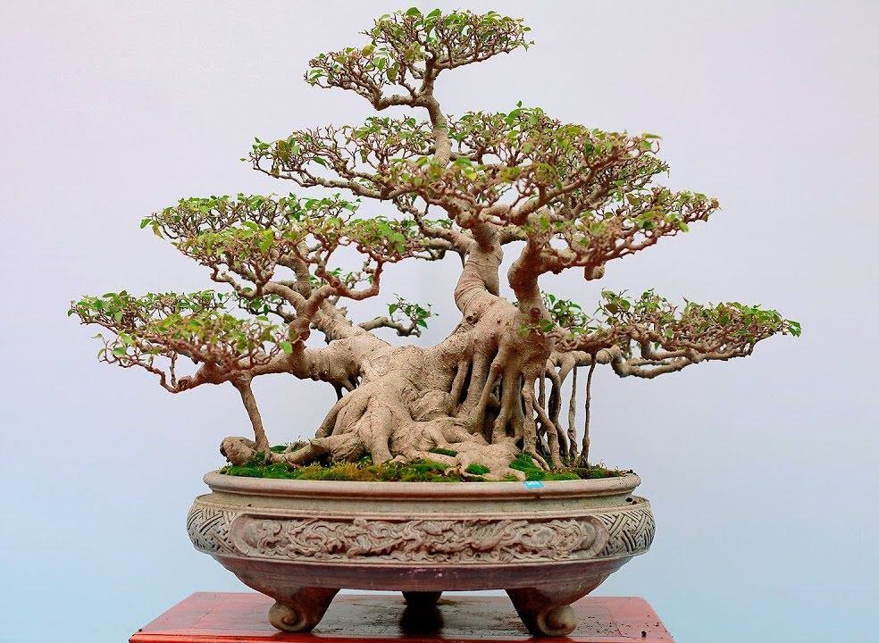 Hình ảnh cây bonsai đẹp