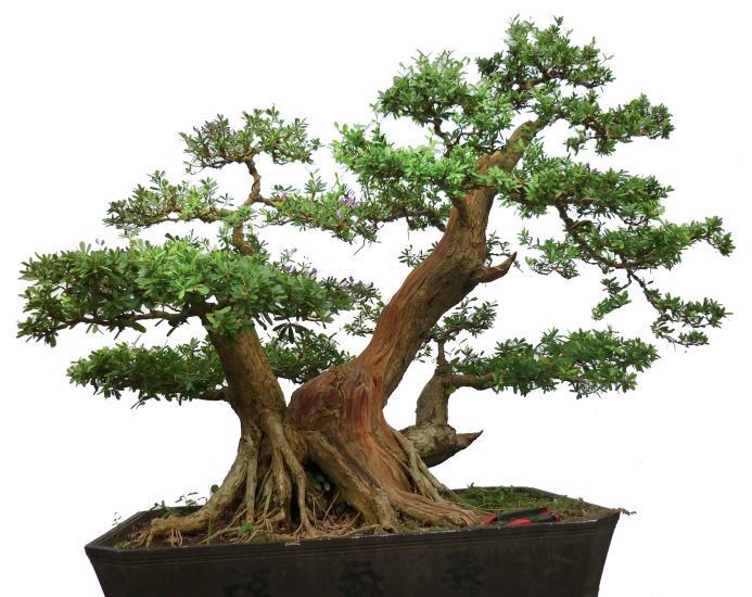 Mẫu cây bonsai đẹp