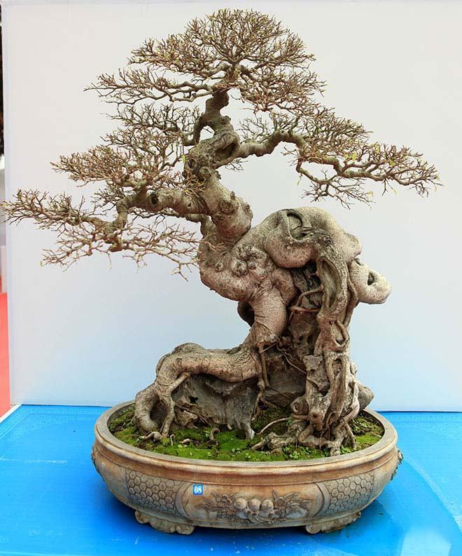 cây bonsai đẹp
