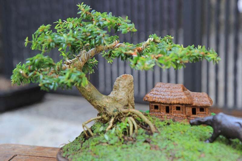 Hình ảnh cây bonsai đẹp trong tự nhiên