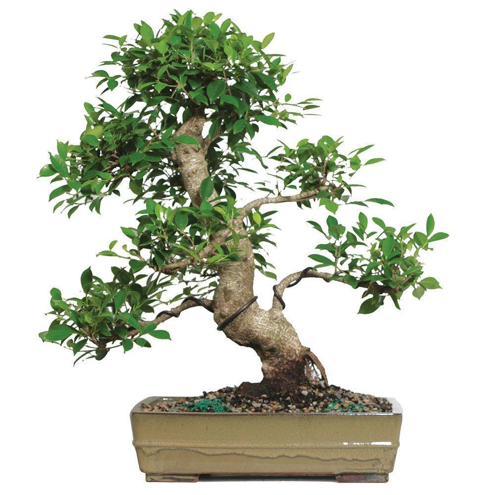 Cây bonsai đẹp quá