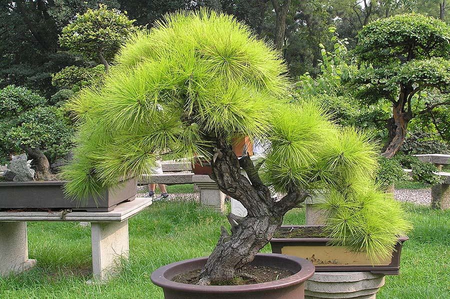 Những cây bonsai đẹp nhất